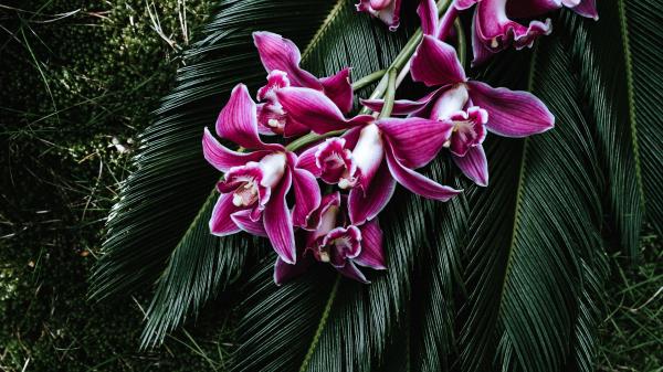 Orchid Flowers Cycad Wallpaper