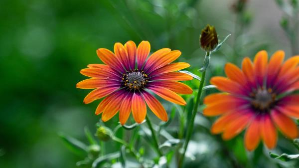 Osteospermum Flower Bloom Wallpaper
