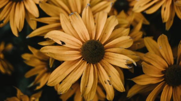 Osteospermum Flowers Yellow Wallpaper