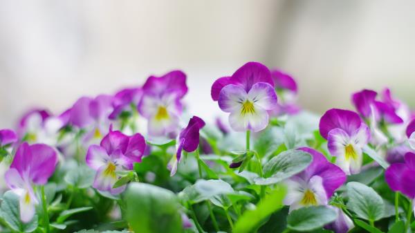 Pansies Flowers Close Up Herb Wallpaper