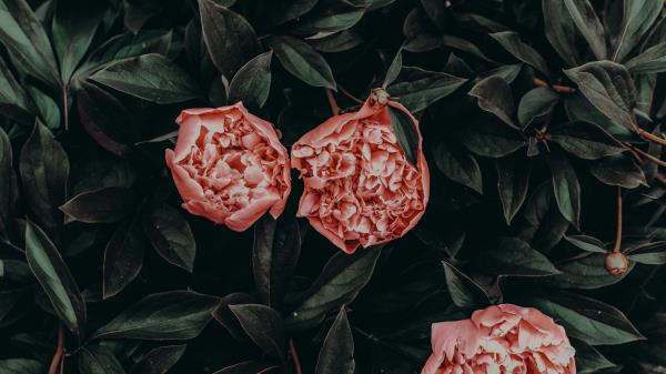 Peonies Flowers Leaves Petals Wallpaper