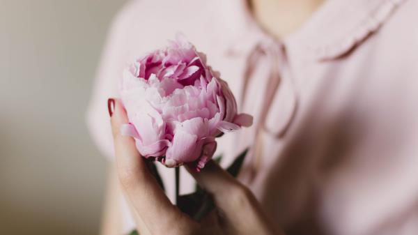 Peony Flower Hand Tenderness Wallpaper