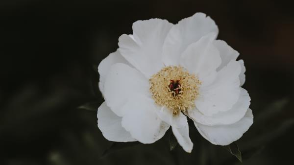 Peony Flower White Wallpaper