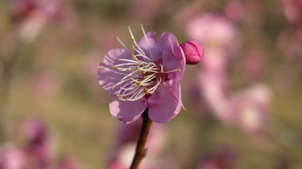 Plum Blossom Branch Flower Wallpaper
