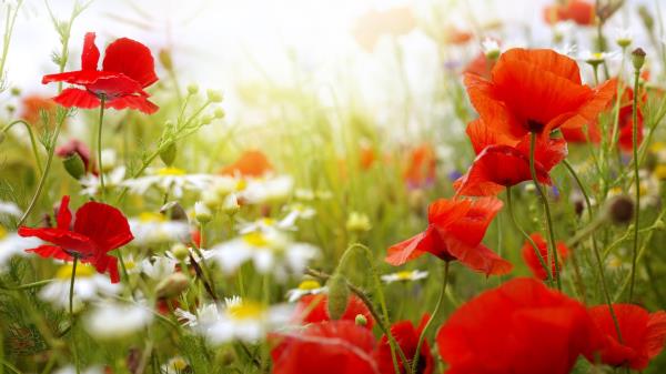 Poppies Daisies Blur Sky Field Clouds Sun 4k Wallpaper