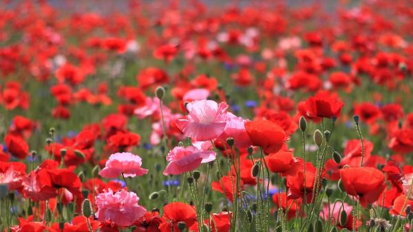 Poppies Field Summer Natur Wallpaper