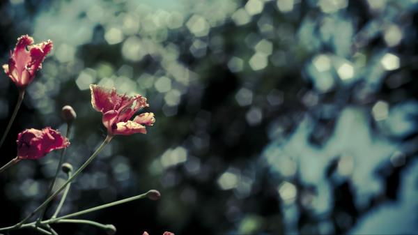 Poppies Red Flowers Image Wallpaper