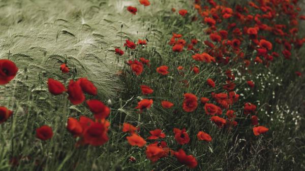Poppies Wildflowers Flowers Image Wallpaper