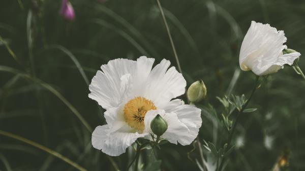 Poppy Flower Bloom Wallpaper