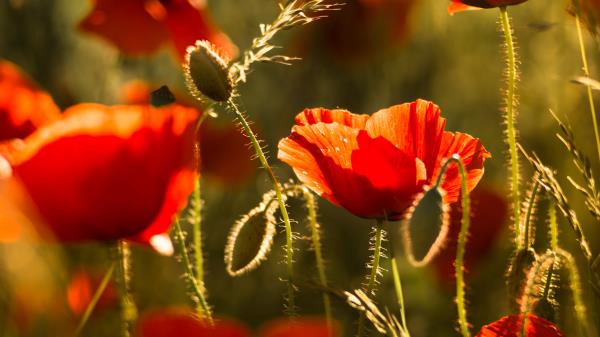Poppy Flower Red Wallpaper
