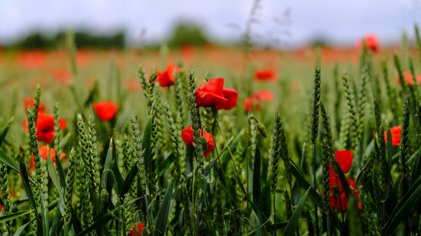 Poppy Flowers Field Wallpaper