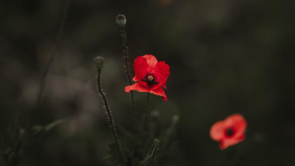 Poppy Red Blur Wallpaper