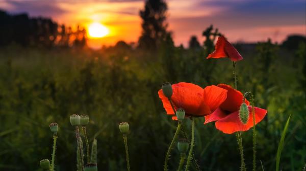 Poppy Red Flowers Wallpaper