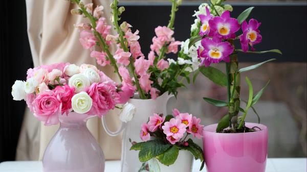 Primrose Ranunkulyus Orchid Gillyflower Flowers Beaut Wallpaper