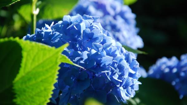 Rhododendron Flowers Branches Petals Wallpaper
