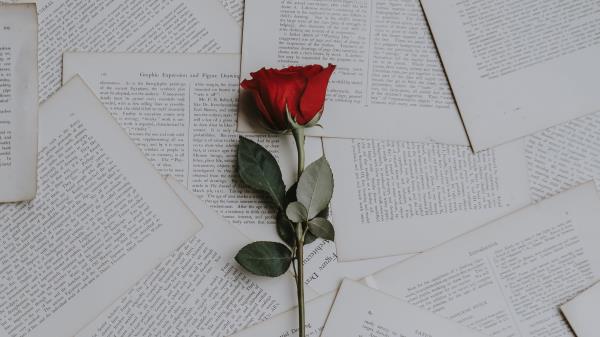 Rose Books Texts Wallpaper