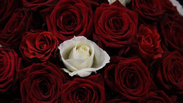 Rose Bouquet Buds Wallpaper