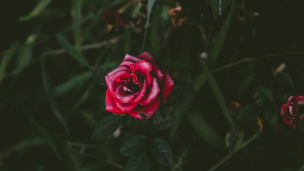 Rose Bud Bush Petals Image Wallpaper