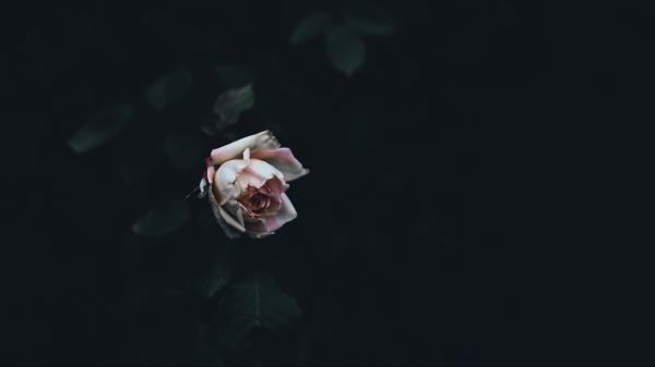 Rose Bud Bush Petals Wallpaper