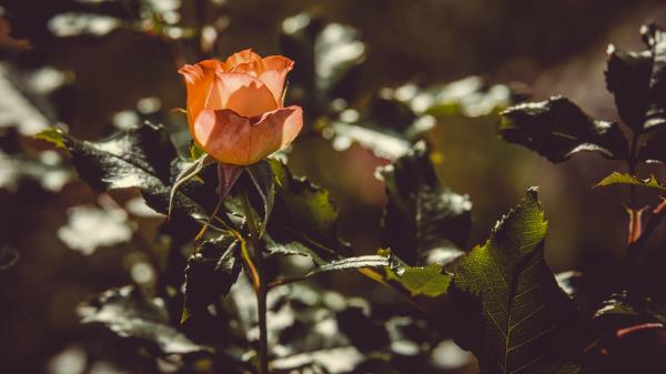 Rose Bud Bush Wallpaper