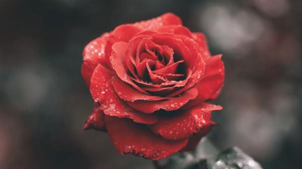 Rose Bud Drops Stem Wallpaper