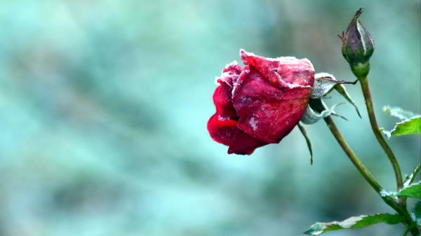 Rose Bud Flower Frost Wallpaper