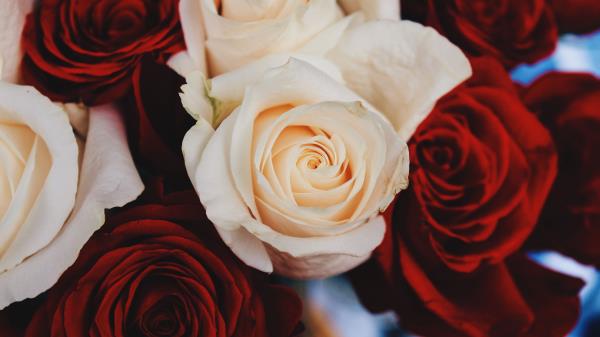 Rose Bud Flower Petals Wallpaper