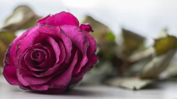 Rose Bud Petals Close Up Photo Wallpaper
