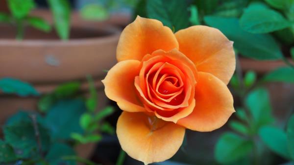 Rose Bud Petals Close Up Wallpaper