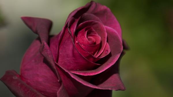 Rose Bud Petals Drops Wallpaper