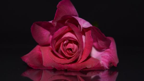 Rose Bud Petals Image Wallpaper
