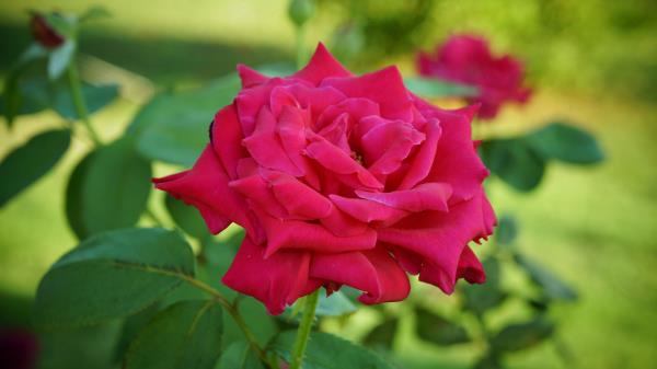 Rose Bud Petals Stem Wallpaper