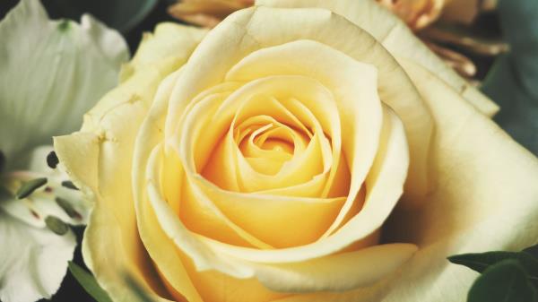 Rose Bud Petals Yellow Wallpaper