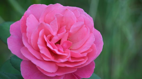 Rose Bud Pink Petals Wallpaper