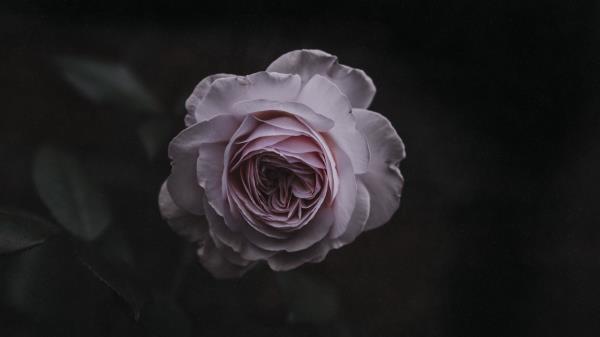 Rose Bud Pink Picture Wallpaper