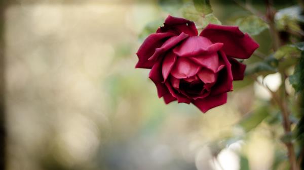 Rose Bud Red Blu Wallpaper