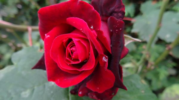 Rose Bud Red Drops Wallpaper