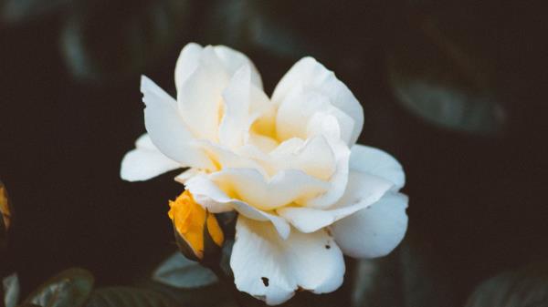 Rose Bud White Wallpaper