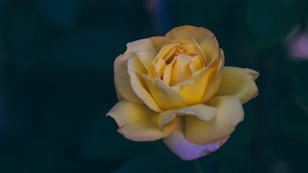 Rose Bud Yellow Petals Wallpaper