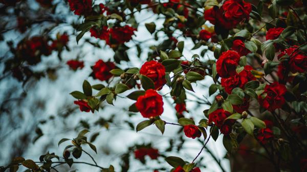 Rose Bush Flowering Wallpaper