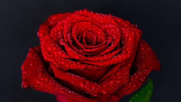 Rose Drops Bud Red Wallpaper