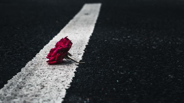 Rose Flower Asphalt Wallpaper