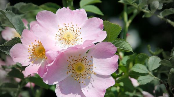 Rose Flower Branch Wallpaper