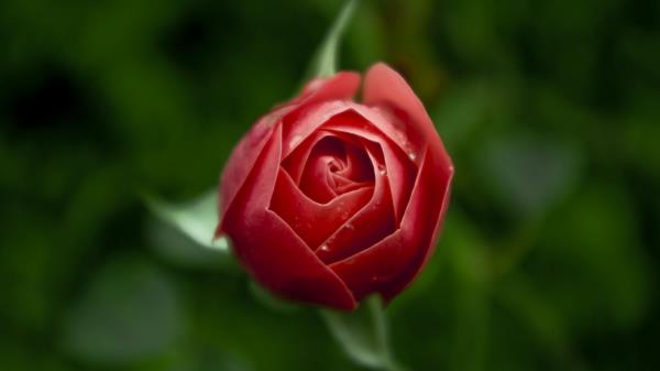 Rose Flower Bud Blur Wallpaper