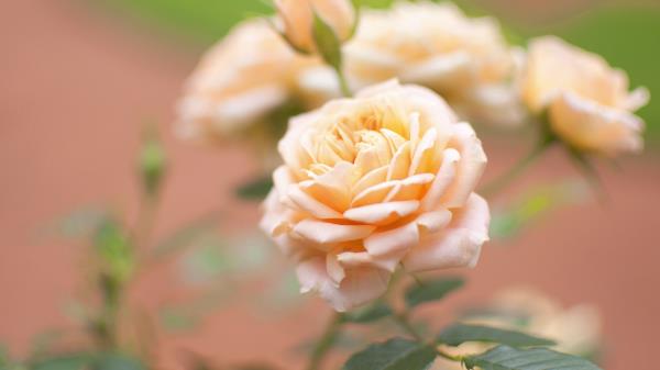 Rose Flower Bud Close Up Blurred Wallpaper
