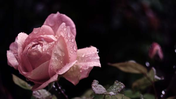 Rose Flower Bud Leaf Drops Rai Wallpaper