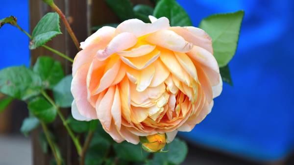Rose Flower Bud Petals Picture Wallpaper