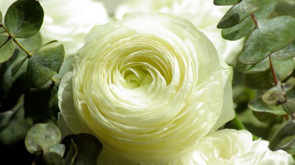Rose Flower Bud Petals Wallpaper