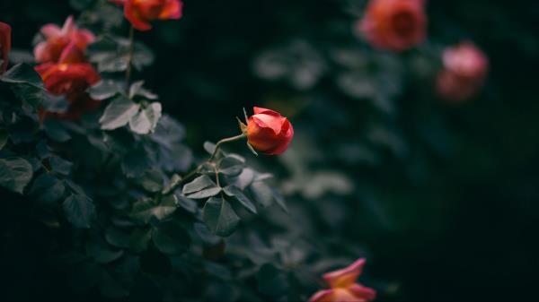 Rose Flower Bush Buds Wallpaper