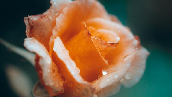 Rose Flower Drops Image Wallpaper